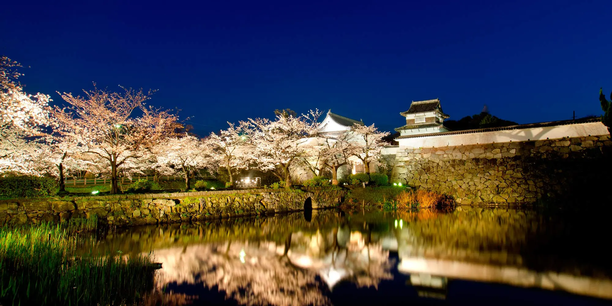 Fukuoka castle ruins at night and cherry blossoms in spring.